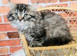 Abigail - Munchkin Cat For Sale - Joplin, MO, US