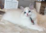 Blue Lynx Bicolor Female - Ragdoll Cat For Sale - Fontana, CA, US