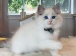 Blue Lynx Bicolor Girl - Ragdoll Cat For Sale - Fontana, CA, US