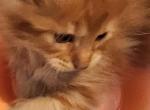 Mango boy - Maine Coon Cat For Sale - Gaylord, MI, US