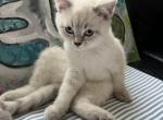 Barbie - Scottish Straight Cat For Sale - Shorewood, IL, US