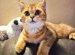 Daniel - British Shorthair Kitten For Sale - New York, NY, US