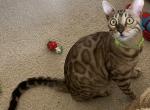 Hunter - Bengal Cat For Sale - Carrollton, TX, US