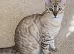Pierce - Bengal Cat For Sale - Carrollton, TX, US