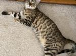 Hazel - Bengal Cat For Sale - Carrollton, TX, US