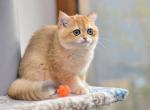 Lika - British Shorthair Cat For Sale - Indianapolis, IN, US