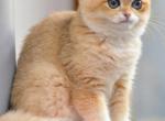 Lika - British Shorthair Cat For Sale - Fairfax, VA, US