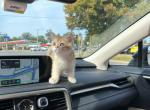 Miko - British Shorthair Cat For Sale - Charlotte, NC, US