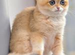 Lika - British Shorthair Cat For Sale - Charlotte, NC, US