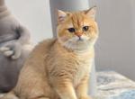 Kiko - British Shorthair Cat For Sale - Charlotte, NC, US