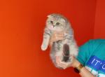Rona - Scottish Fold Kitten For Sale - Levittown, PA, US