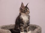 Handsome - Maine Coon Cat For Sale - NY, US