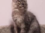 Hermes - Maine Coon Cat For Sale - NY, US