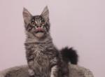 Brandy - Maine Coon Cat For Sale - NY, US