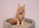 Loki - Maine Coon Cat For Sale - NY, US