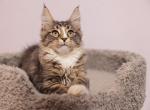 Robin - Maine Coon Cat For Sale - NY, US