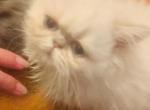 Lady Madonna of Towercastle - Persian Cat For Sale - West Palm Beach, FL, US