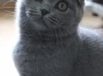 Sonya - Scottish Fold Cat For Sale - Miami, FL, US