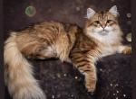 Pascal - Siberian Cat For Sale/Retired Breeding - NY, US