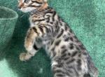 Bengals Brown Collar Male - Bengal Kitten For Sale - Mount Vernon, WA, US