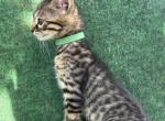 Bengals Dk Green Collar Male - Bengal Cat For Sale - Mount Vernon, WA, US