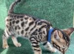 Bengals Dk Blue Collar Male - Bengal Cat For Sale - Mount Vernon, WA, US