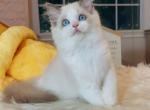 Blue Bicolor Female - Ragdoll Cat For Sale - Fontana, CA, US