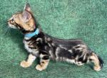 Bengals Lt Blue Collar Male - Bengal Cat For Sale - Mount Vernon, WA, US