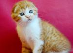 Enisey - Scottish Fold Cat For Sale - Hollywood, FL, US