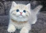 Max - British Shorthair Cat For Sale - Fairfax, VA, US