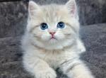 Max - British Shorthair Cat For Sale - Gaithersburg, MD, US