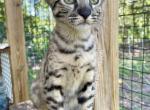 Apollo F6 Male Savannah kitten - Savannah Cat For Sale - Palm Bay, FL, US