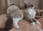 Mistys - Ragdoll Cat For Sale - CA, US