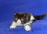 Adha - Exotic Cat For Sale - Yucca Valley, CA, US