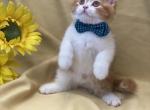 Prince - Scottish Straight Kitten For Sale - North Richland Hills, TX, US