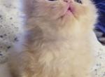 Cream Persian - Persian Cat For Sale - Greenwood, SC, US