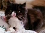 Black White female - Persian Cat For Sale - Greenwood, SC, US