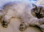 Dollface female - Persian Cat For Sale - Greenwood, SC, US