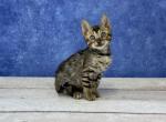 Penny's Bengal Litter - Bengal Cat For Sale - Lancaster, OH, US