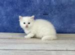 Frais Ragdoll Litter - Ragdoll Cat For Sale - Lancaster, OH, US