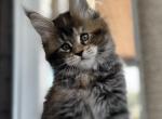 Envy - Maine Coon Kitten For Sale - Boerne, TX, US