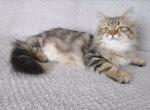 Yesenia - Siberian Cat For Sale - Norwalk, CT, US