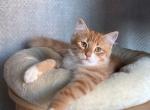 Yantarik - Siberian Cat For Sale - Norwalk, CT, US