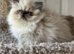 Lil Jackie Blu - Himalayan Kitten For Sale - Aledo, TX, US