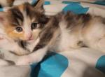 Haylee - Domestic Cat For Sale - Wells, ME, US