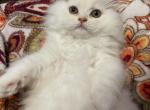 Male Persian cfa registered - Persian Cat For Sale - Staten Island, NY, US