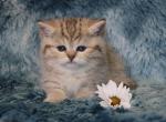 English Muffins Available Now - Munchkin Kitten For Sale - Winnemucca, NV, US