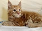 Male Maine Coon Ready Now in Iowa - Maine Coon Cat For Sale - Marshalltown, IA, US