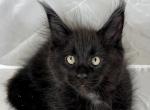 Cfa registered black Maine Coon male - Maine Coon Cat For Sale - Marshalltown, IA, US