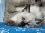 Balinese Kittens - Balinese Cat For Sale - CA, US